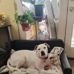 Banfield Pet Hospital