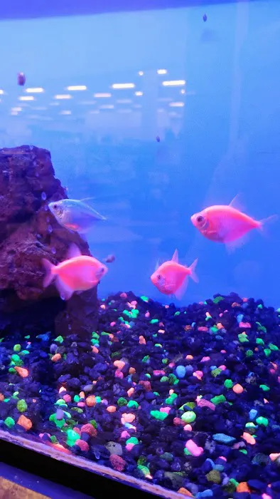Petco Picture 2