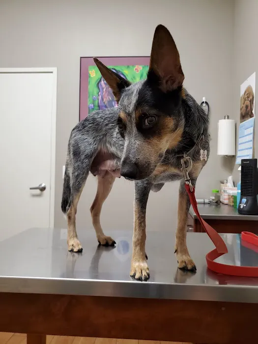 Union Hills Animal Hospital Picture 3
