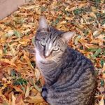 1st Pet Veterinary Centers - North Valley
