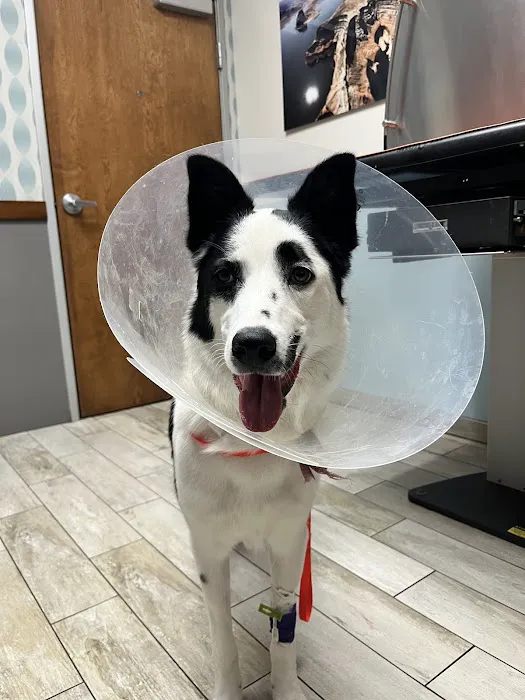 1st Pet Veterinary Centers - North Valley Picture 4