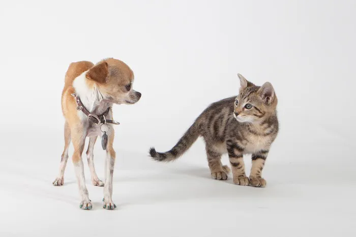 1st Pet Veterinary Centers - North Valley Picture 7