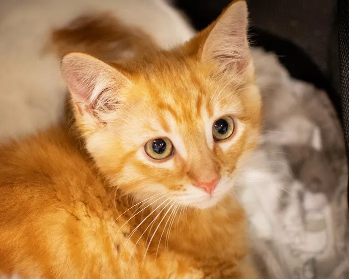 1st Pet Veterinary Centers - North Valley Picture 10
