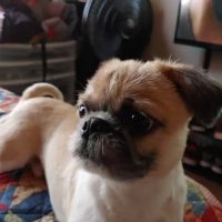 Banfield Pet Hospital ico
