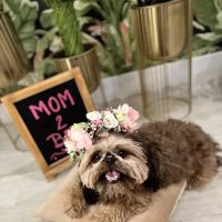 Peaceful Passing Hospice and In-Home Pet Euthanasia ico