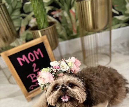 Peaceful Passing Hospice and In-Home Pet Euthanasia