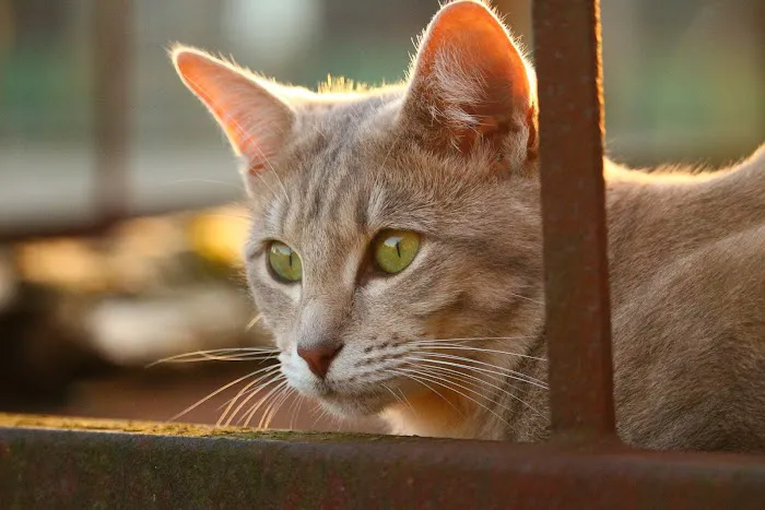 Peaceful Passing Hospice and In-Home Pet Euthanasia Picture 7