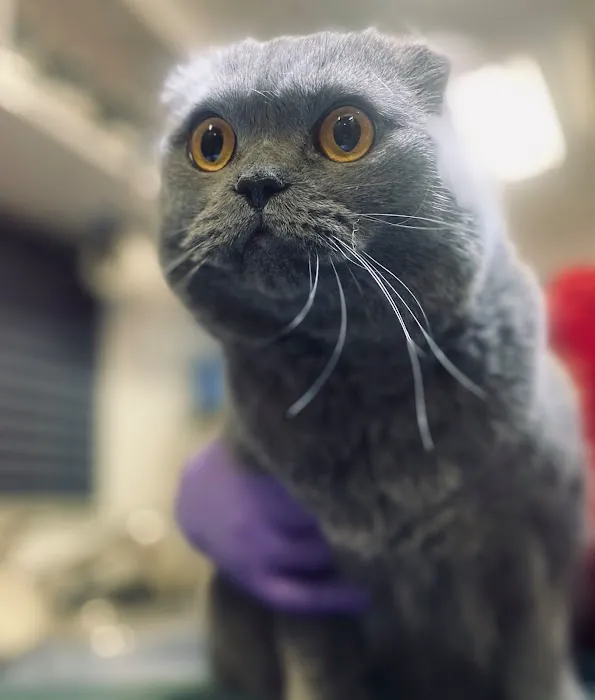 Valet Vet Mobile Veterinary Services Picture 5