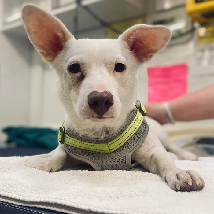 Valet Vet Mobile Veterinary Services Picture 10
