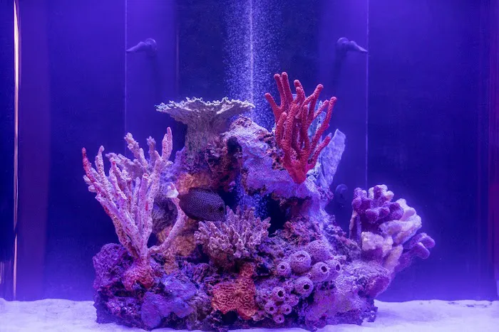 Reefstar Aquatics Picture 3