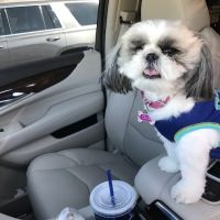 Eyeshine Veterinary ico