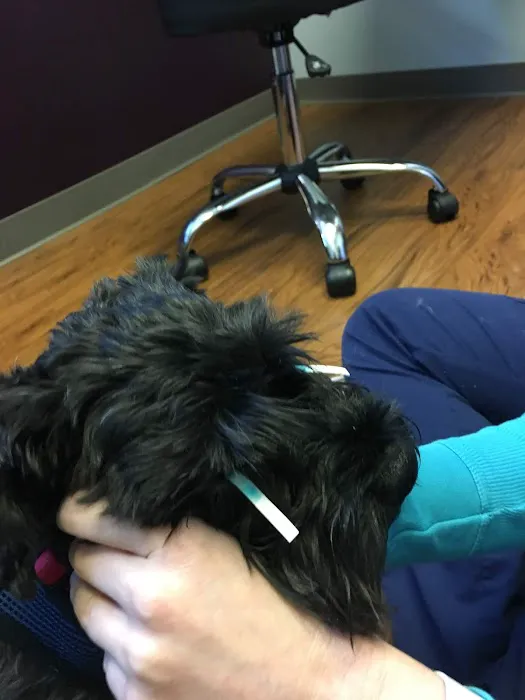 Eyeshine Veterinary Picture 4