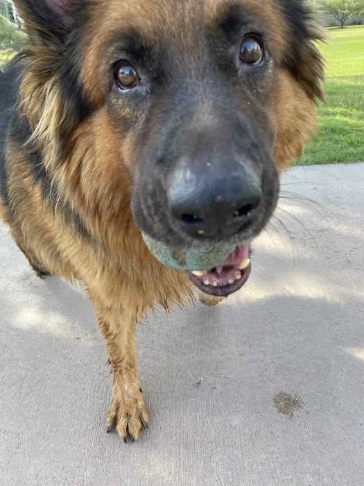Eyeshine Veterinary Picture 6