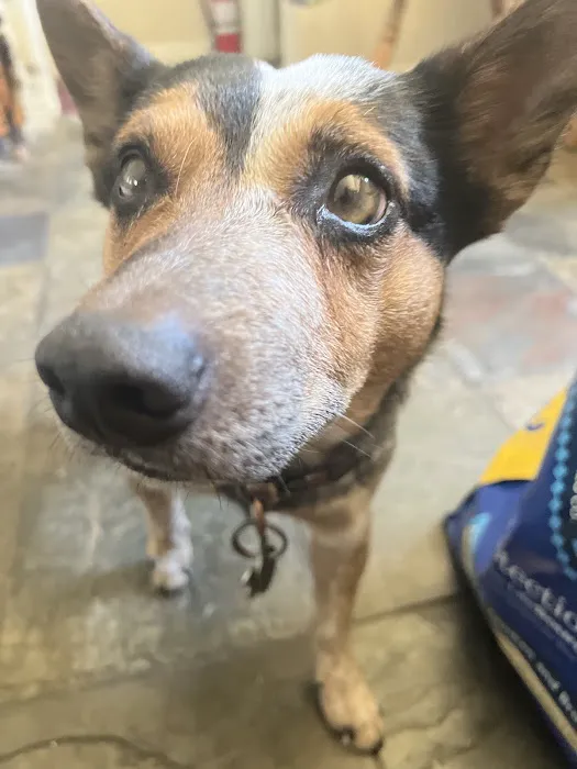 Eyeshine Veterinary Picture 10