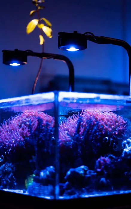 Reef Creations Picture 2