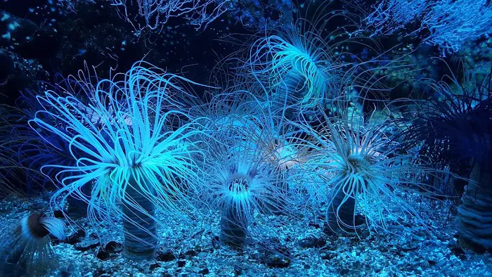Reef Creations Picture 7