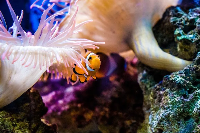 Reef Creations Picture 4