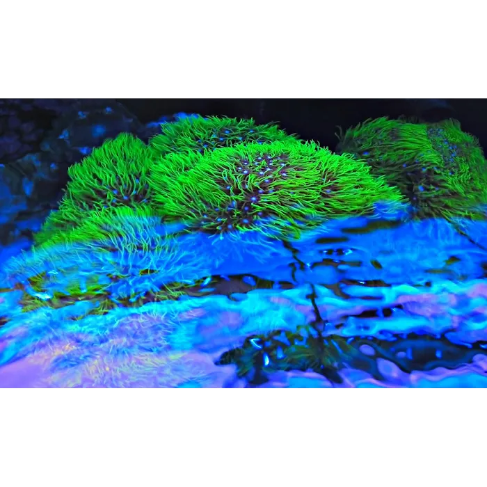 Reef Creations Picture 8