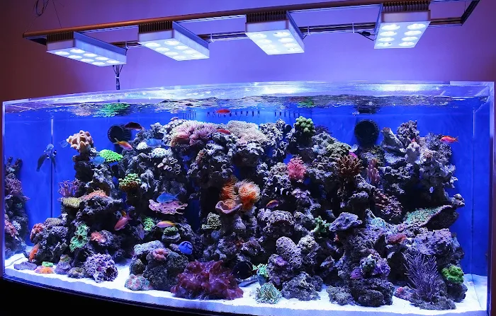 Reef Creations Picture 9