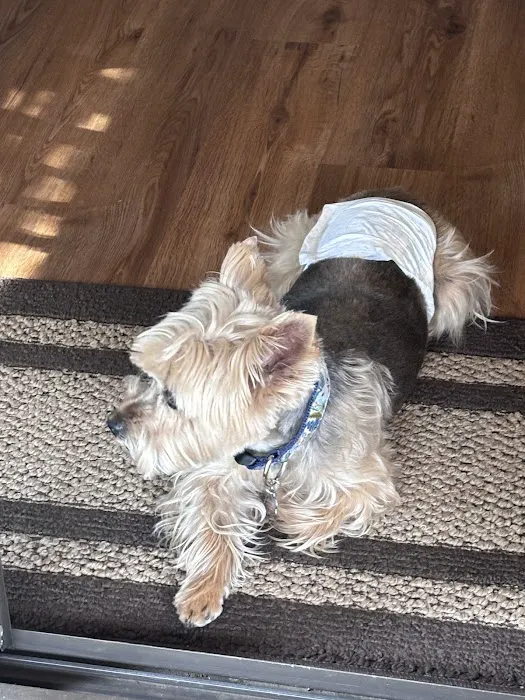 Lovet Pet Health Care - Sarival Picture 1