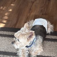 Lovet Pet Health Care - Sarival ico