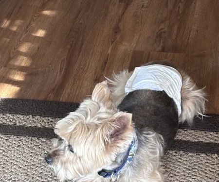 Lovet Pet Health Care - Sarival