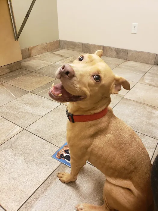 Lovet Pet Health Care - Sarival Picture 3