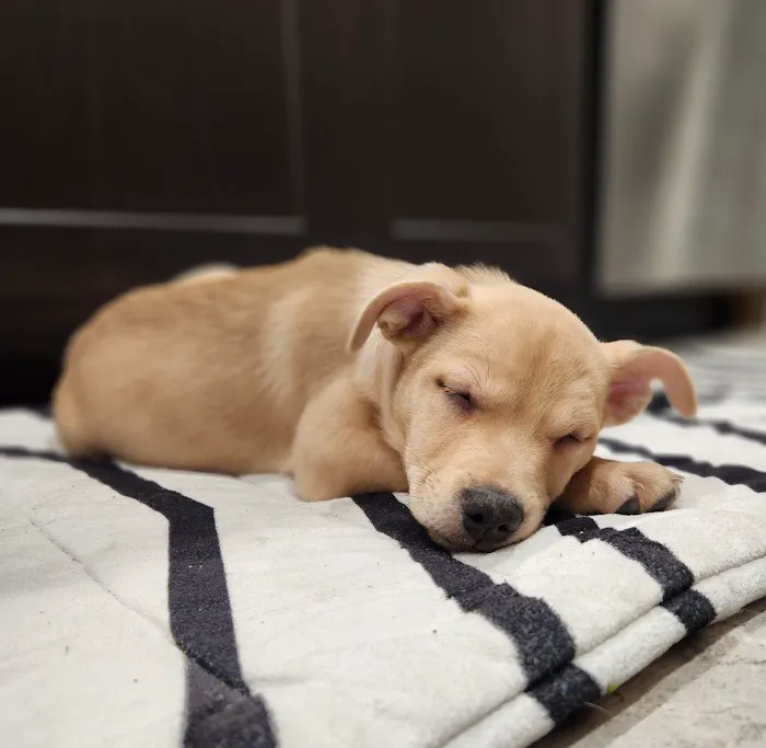 Lovet Pet Health Care - Sarival Picture 8