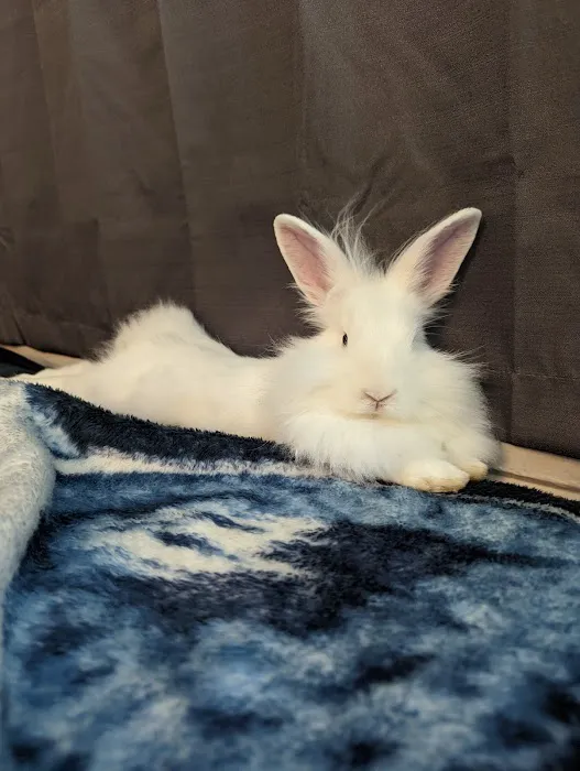 Lovet Pet Health Care - Sarival Picture 9