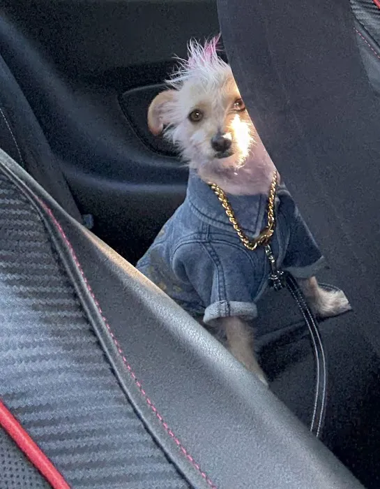 Pet Era Picture 3