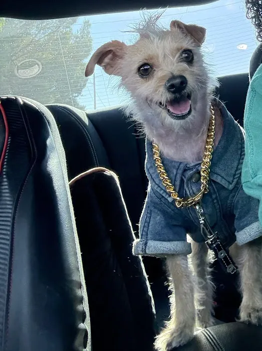Pet Era Picture 1