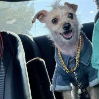 Pet Era ico