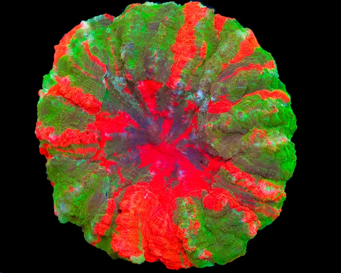 Timeless Corals Picture 3
