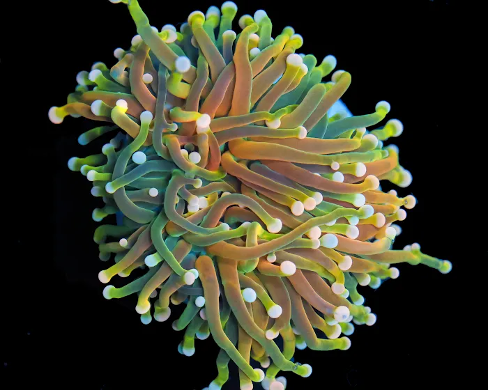 Timeless Corals Picture 4