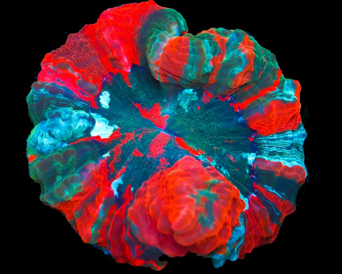 Timeless Corals Picture 8