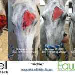 AniCell Biotech, LLC