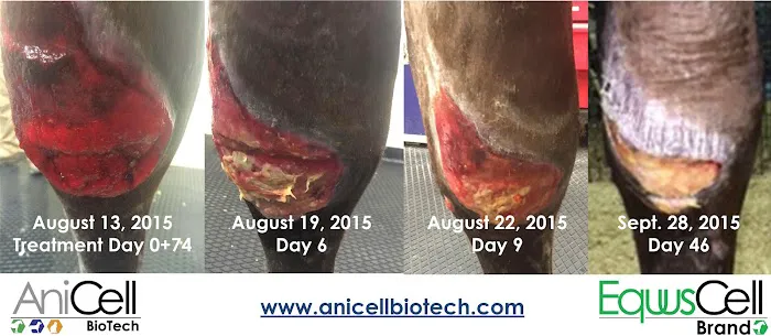 AniCell Biotech, LLC Picture 5