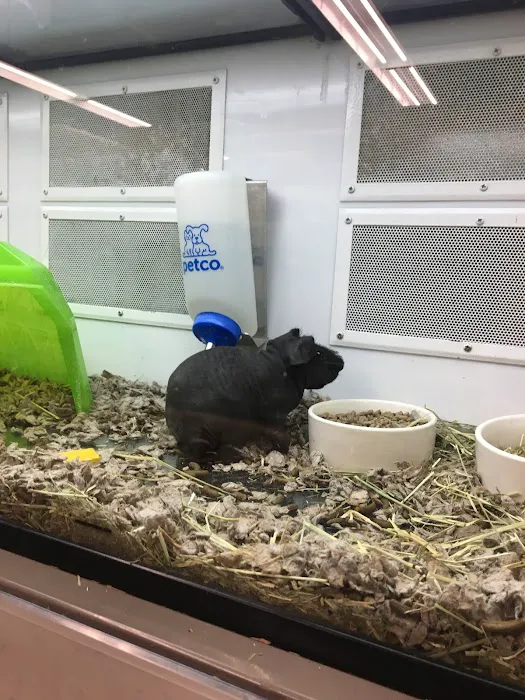 Unleashed by Petco Picture 8