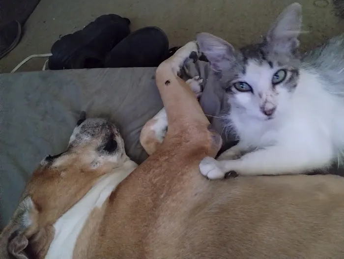 Banfield Pet Hospital Picture 1