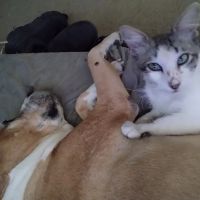 Banfield Pet Hospital ico
