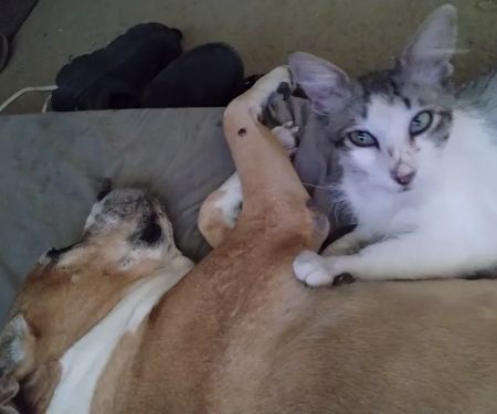 Banfield Pet Hospital