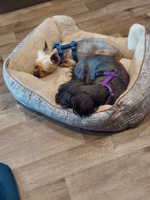 Banfield Pet Hospital Picture 8