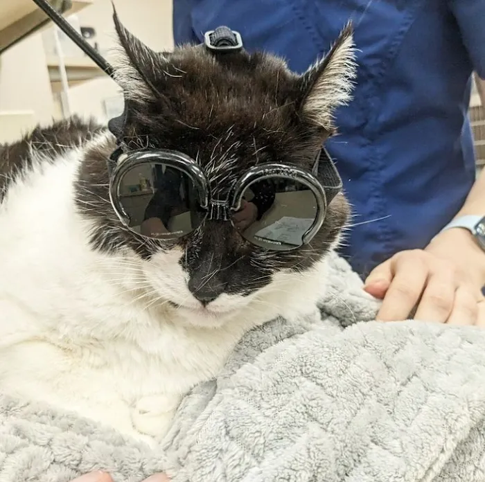 Dr. Marnie Duplissis, DVM CVCP Picture 3