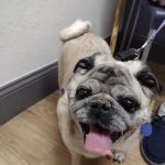 Neighborhood Veterinary Clinic
