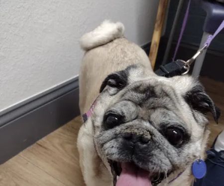Neighborhood Veterinary Clinic