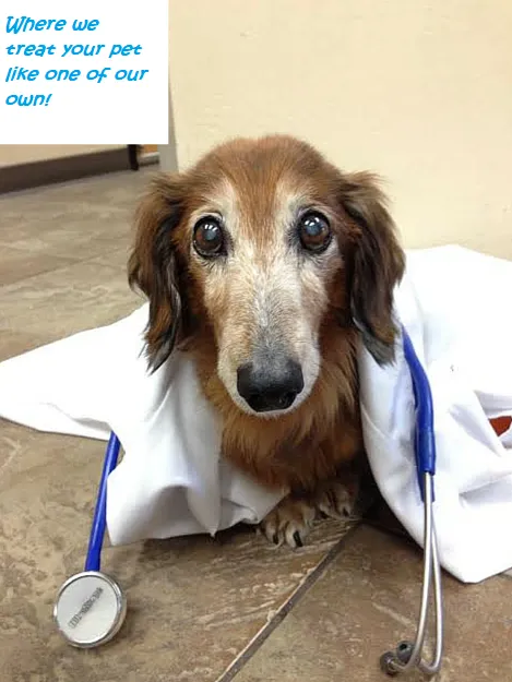 Neighborhood Veterinary Clinic Picture 5