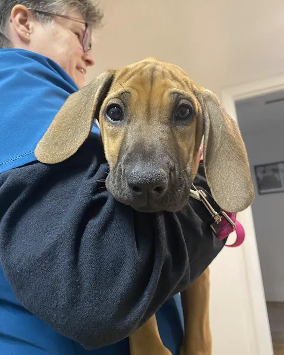 Neighborhood Veterinary Clinic Picture 8