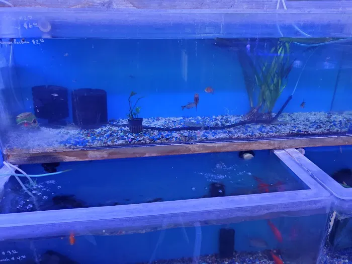 Discount Tropical Fish & Pond Picture 2