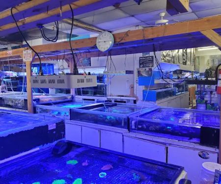 Discount Tropical Fish & Pond
