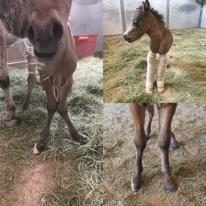 West Valley Equine Veterinary Services, LLC Picture 7